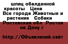 шпиц обалденной красоты › Цена ­ 22 000 - Все города Животные и растения » Собаки   . Ростовская обл.,Ростов-на-Дону г.